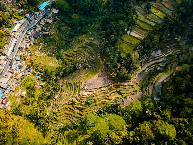 Bali-Maldives-Sri-Lanka-Best-Tropical-Destination